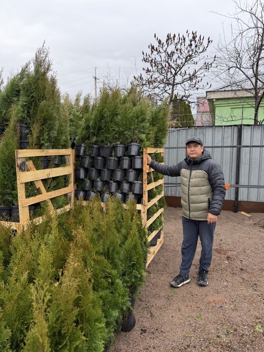 Голубые ели Блю даймонд и Хупси