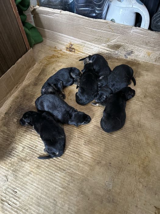 Щенки немецкой овчарки.