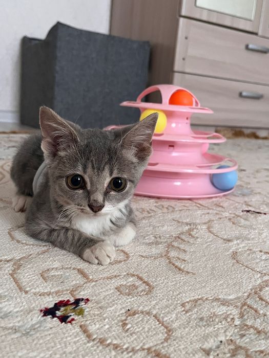 Отдам в добрые руки