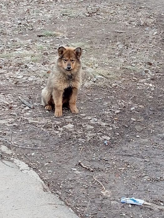 Отдам кутят в хорошую семью