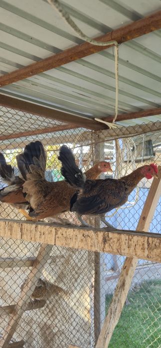 Декоративные куры