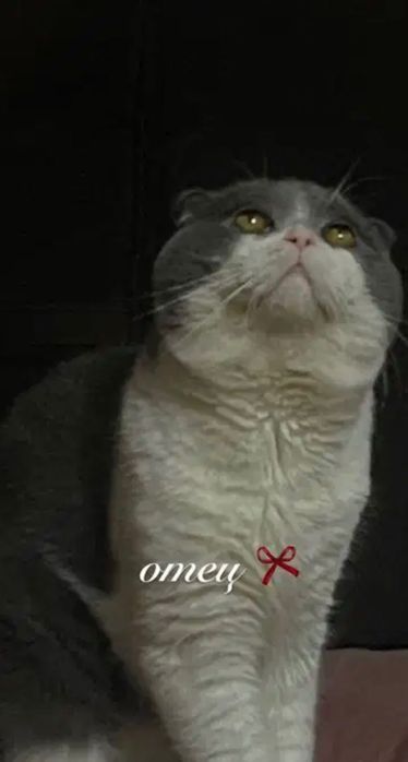 породистые котята