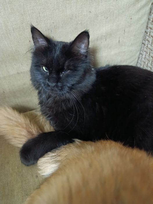 Помогите найти кошку