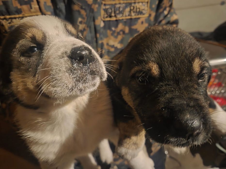 Отдам в хорошие руки