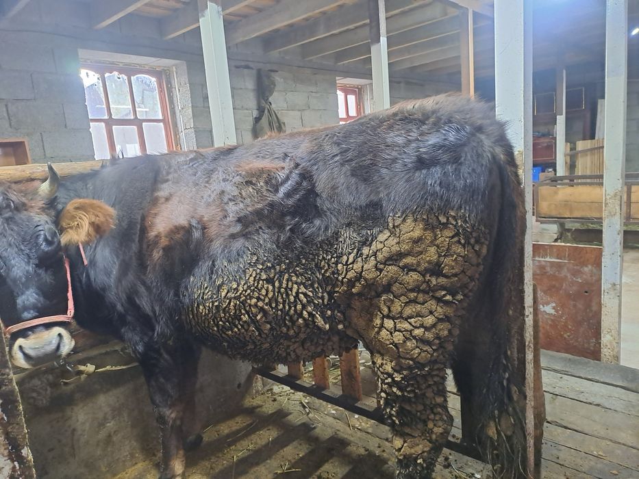 Сауынды сиыр сатылады.