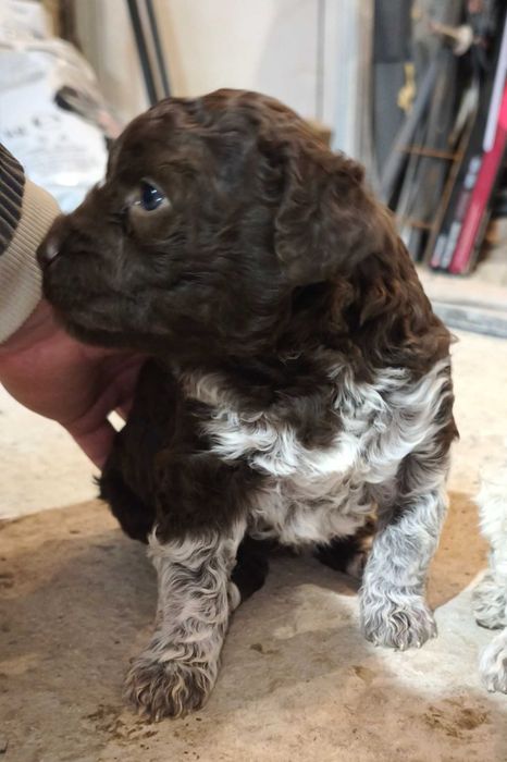 Лагото Романьоло