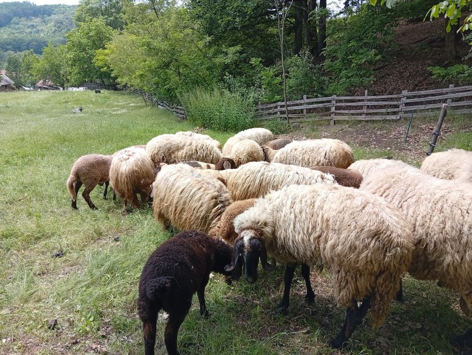 Super oferta ,oi carabașe și breze