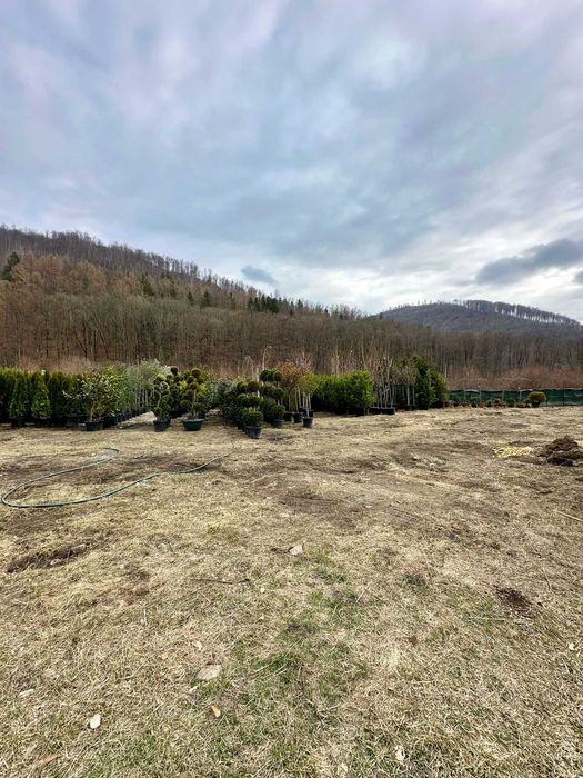 Amenajare Grădină cu Plante Ornamentale de Calitate