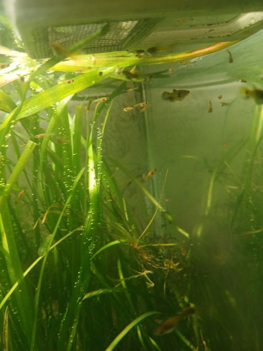 Продам аквас в комплекте с рыбками и т.д