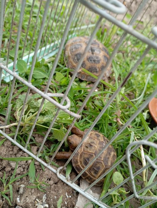 Черепашки продаётся