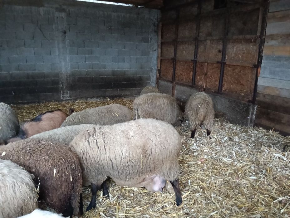 Vând oi Carabase și metiși Carabasa Suffolk,Texel