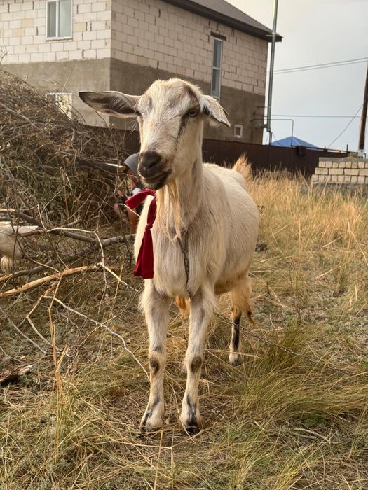 Парода ешкі ірі денелі