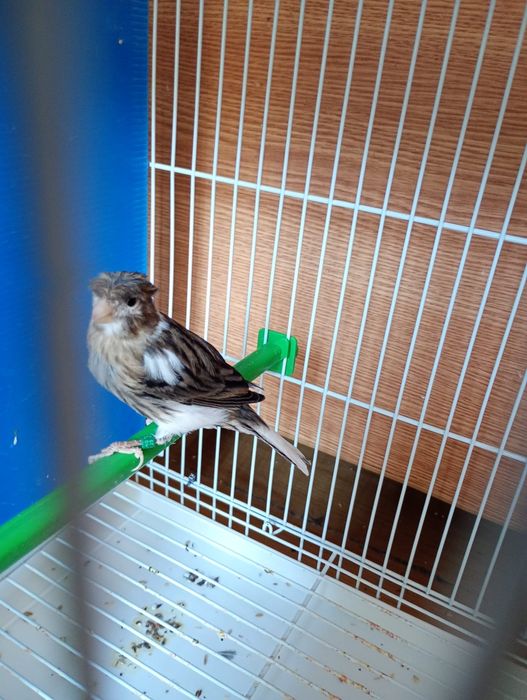 Canari. Masculi și femele