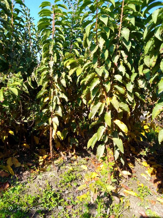 Хамма турдаги сифатли кучатлар