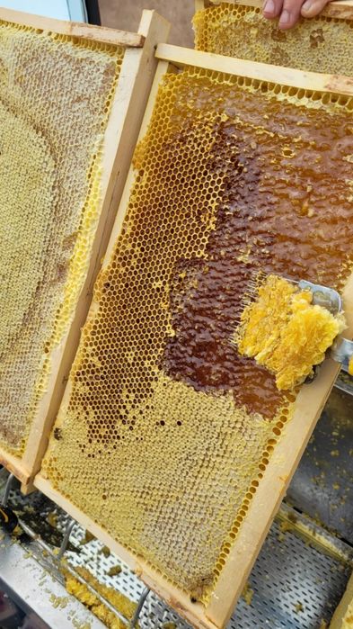 Miere 100% naturala si produse apicole