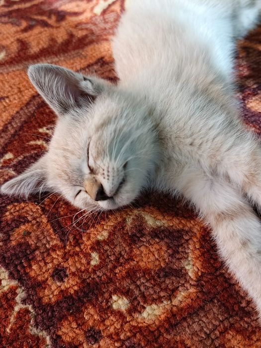Котенок  в добрые руки