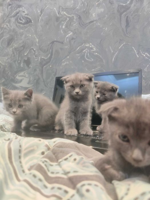 Мурчащие комочки счастья!Шотландские котята (фолды и страйт)