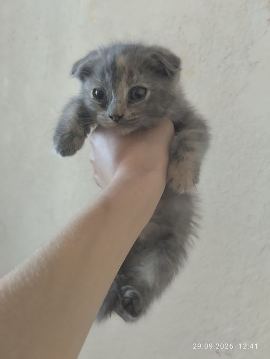 Вислоухие котята