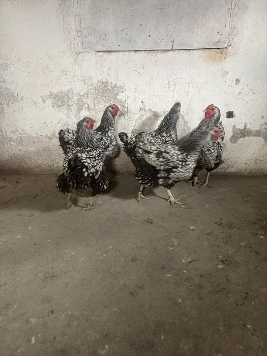 Vand gaini wyandotte argintiu