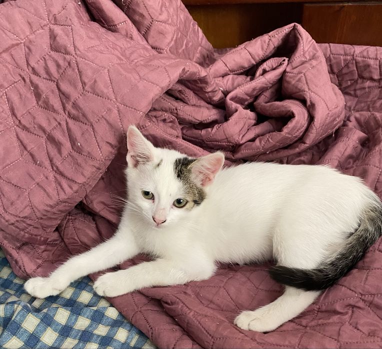 Подарявам малки котета.