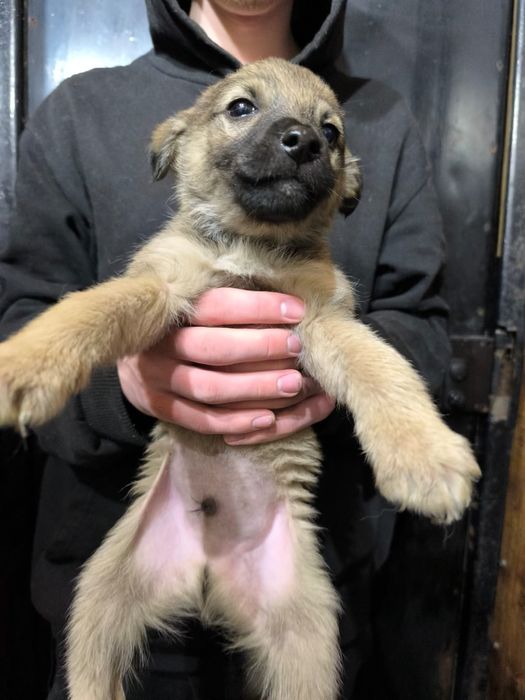 Щенки в добрые руки