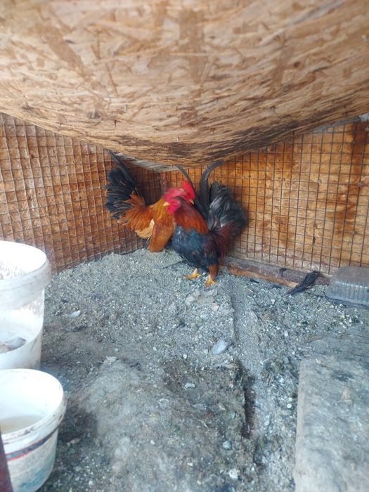 Серама декоративные петушки