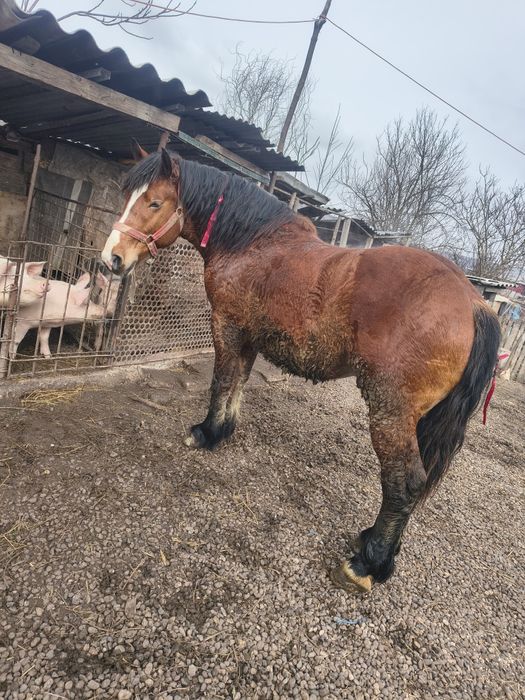 Vând mânz de un an jumate preț 2000euro