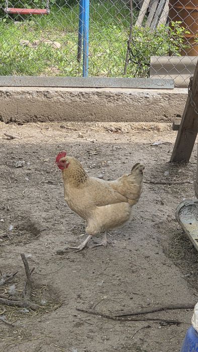 Продаются подросшие куры.