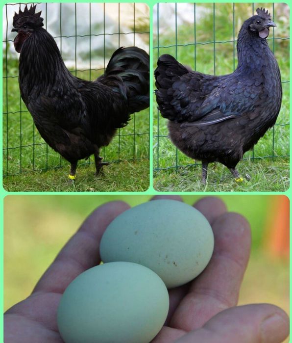 Uxeylyuy va Ayamsemani zotli xoʻroz va tovuqlar tezda sotiladi!!!