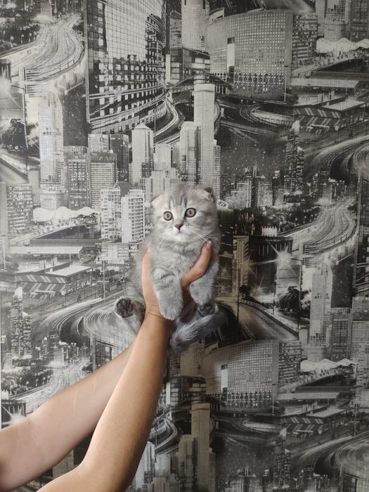 Шотландские котята