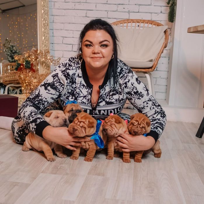 Щенки шарпей продажа