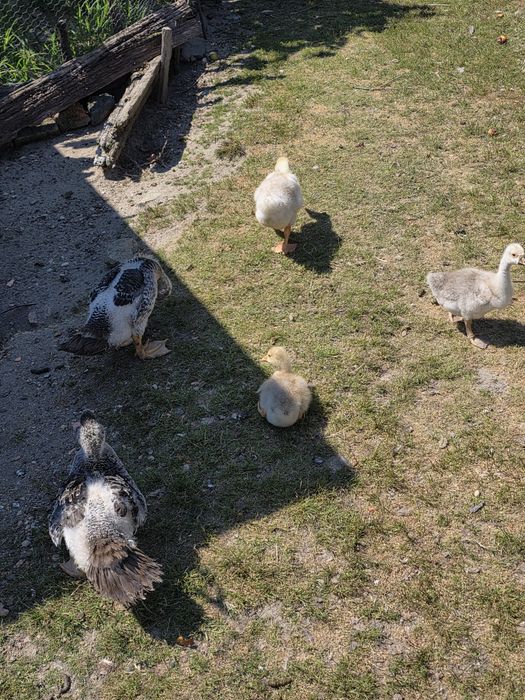 Vând pui de bibilică,curci,rațe,gâște