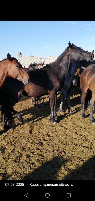 Ту бие, кобыла, лошадь