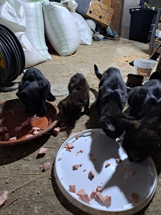 Pisici pt adopție