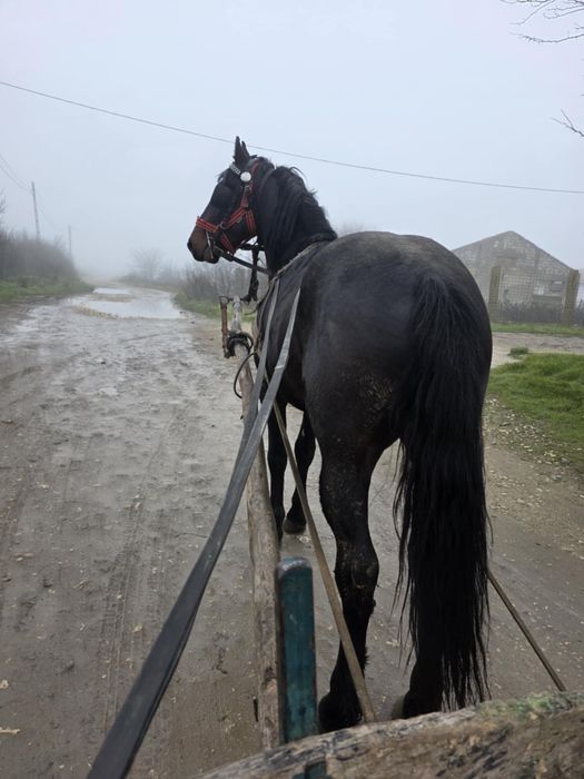 Vand armasar talie mare friz cu trapas