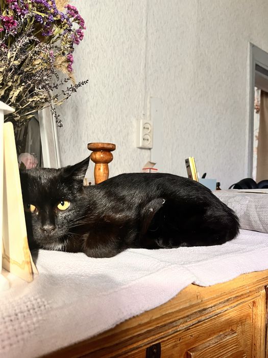 Котенок подросток мальчик