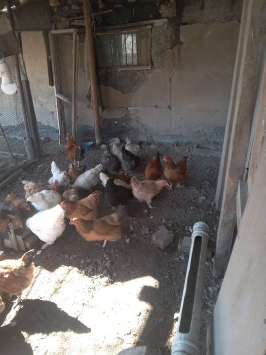 Продам куриц, петухов