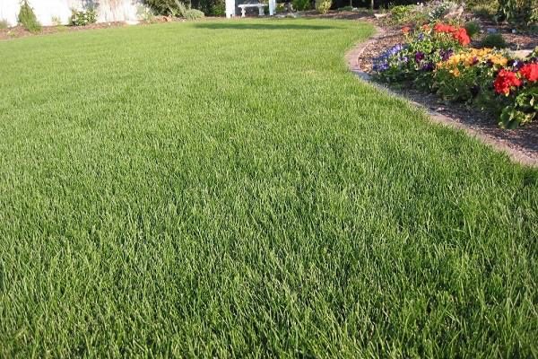 Газон, сетка, микроклимат