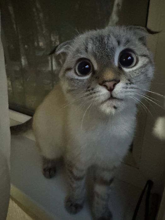 Гибрид кот продоется