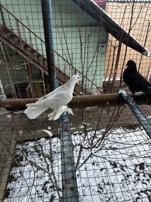 Голуби декоротивные