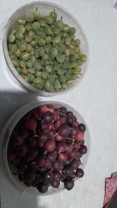 Смородина продам