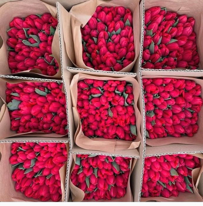 Тюльпаны Голанские с теплицы оптом