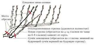 Обрезка винограда узум токларига шакл бериш хизмати