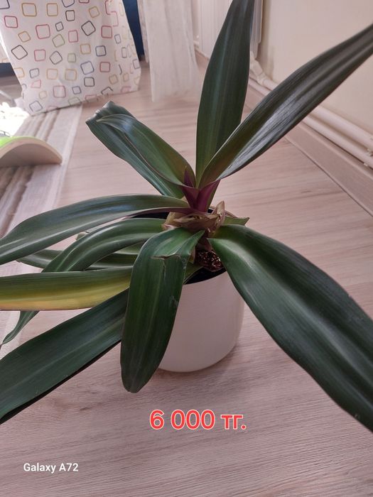 Комнатные цветы от 3 000