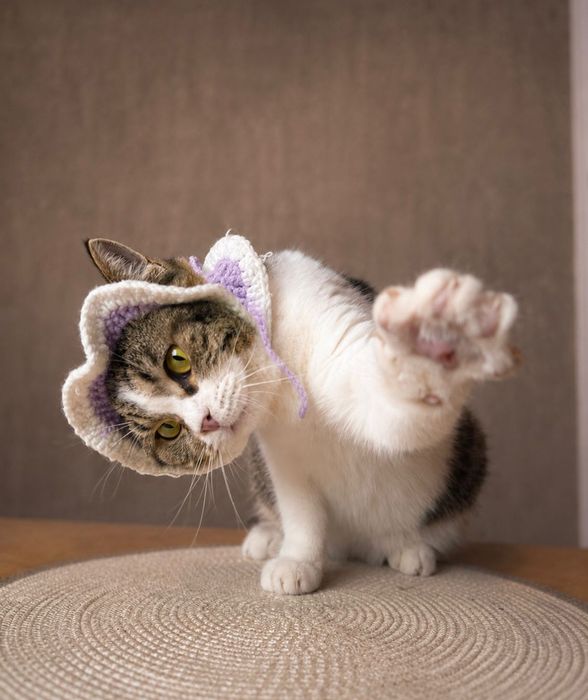 Кошечка Кэтти ищет семью!