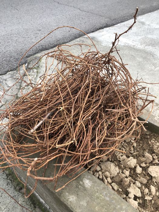 Tandir somsa uchun oʻtin!