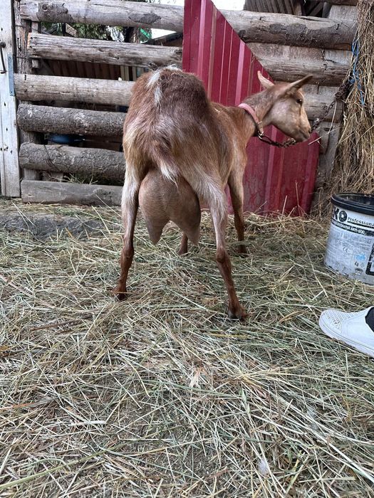 Vând capre alpine metis
