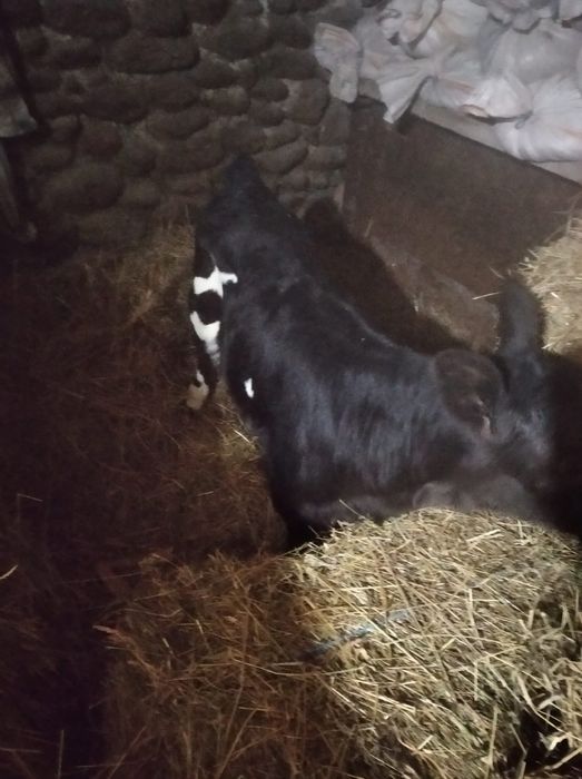 Vand vitea negru cu alb