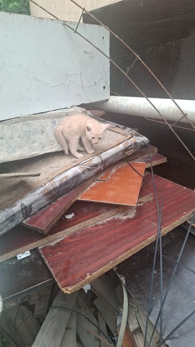 Отдам котенка бесплатно