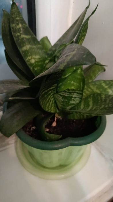 Продам отростки цветов